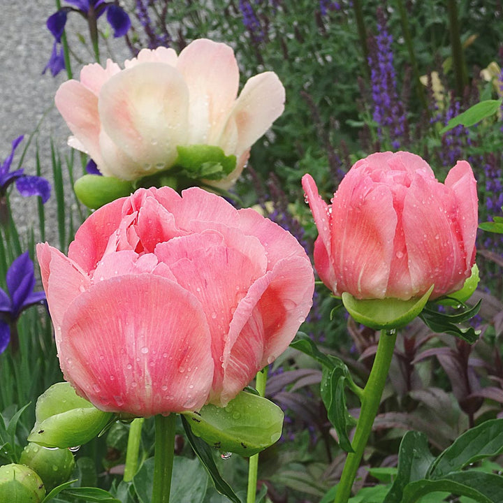 Peony 'Coral Sunset'