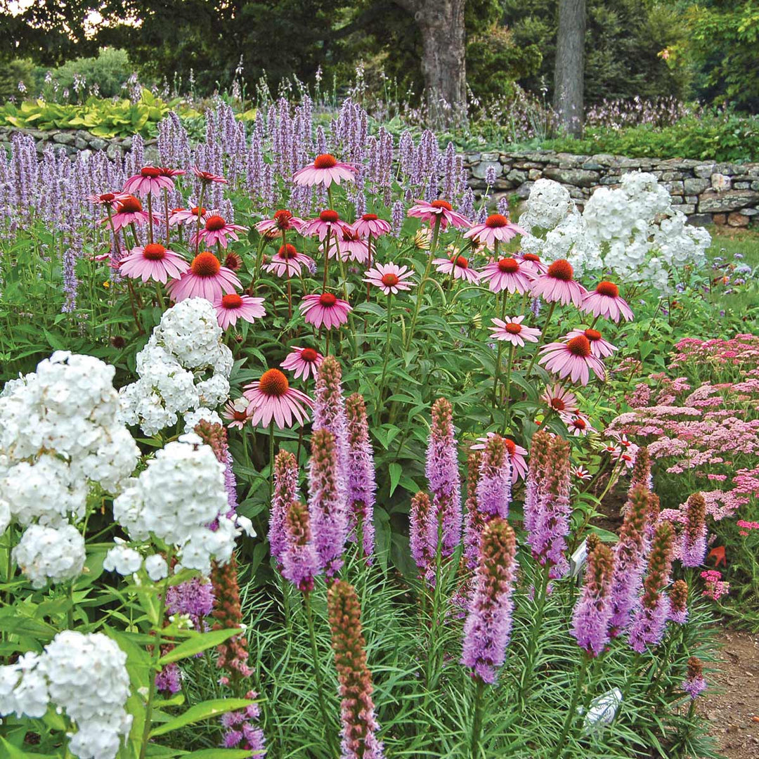 Butterfly Magnet Perennial Collection