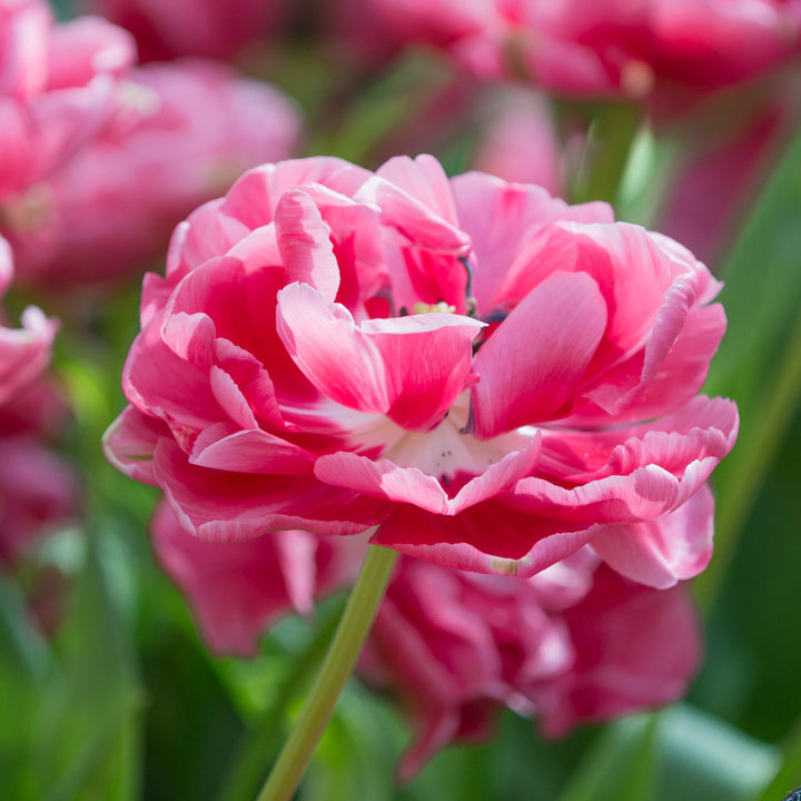 Tulip 'Wedding Gift'