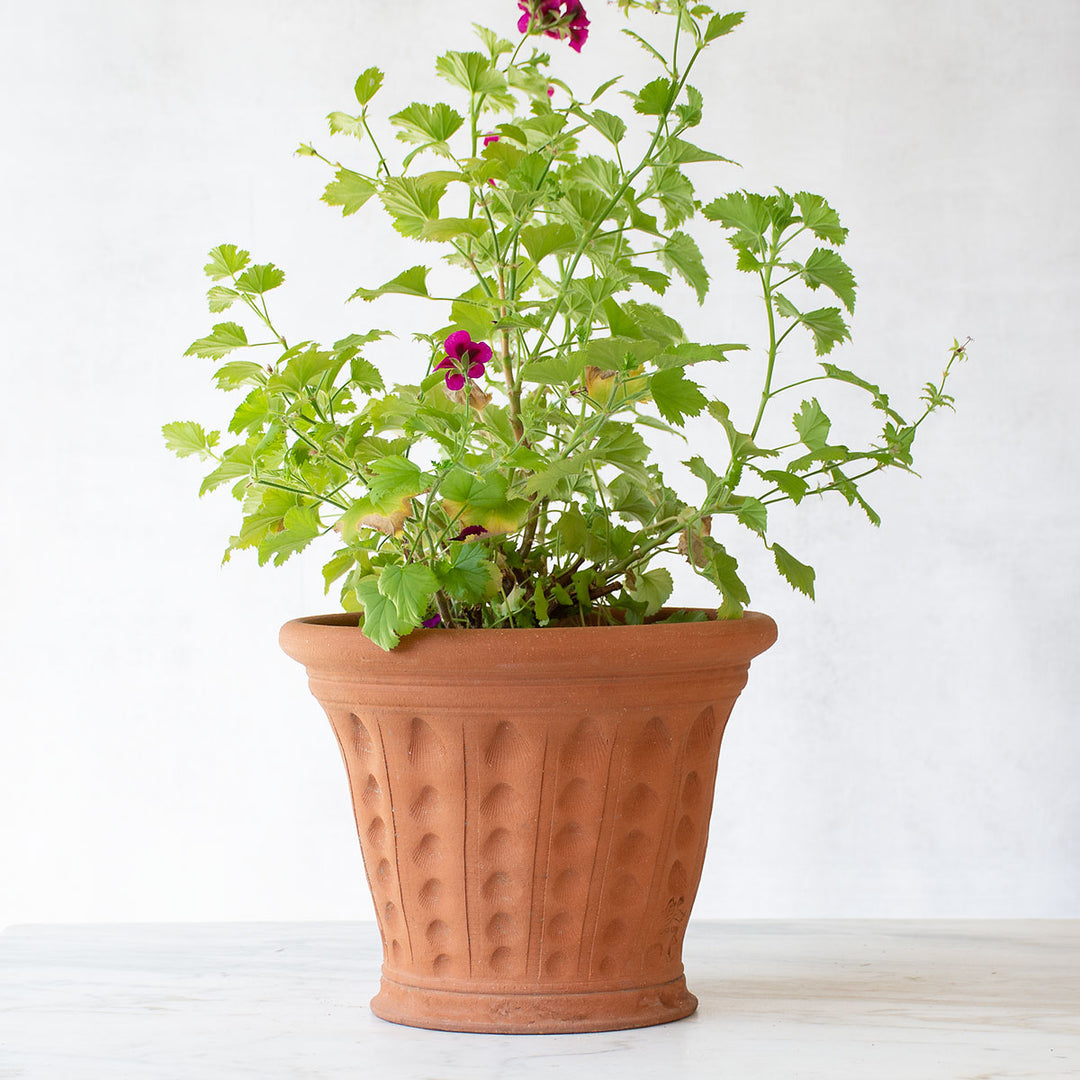 Cockleshell Pot