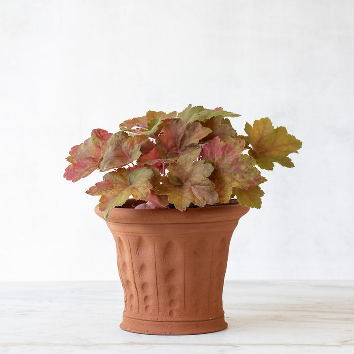 Cockleshell Pot