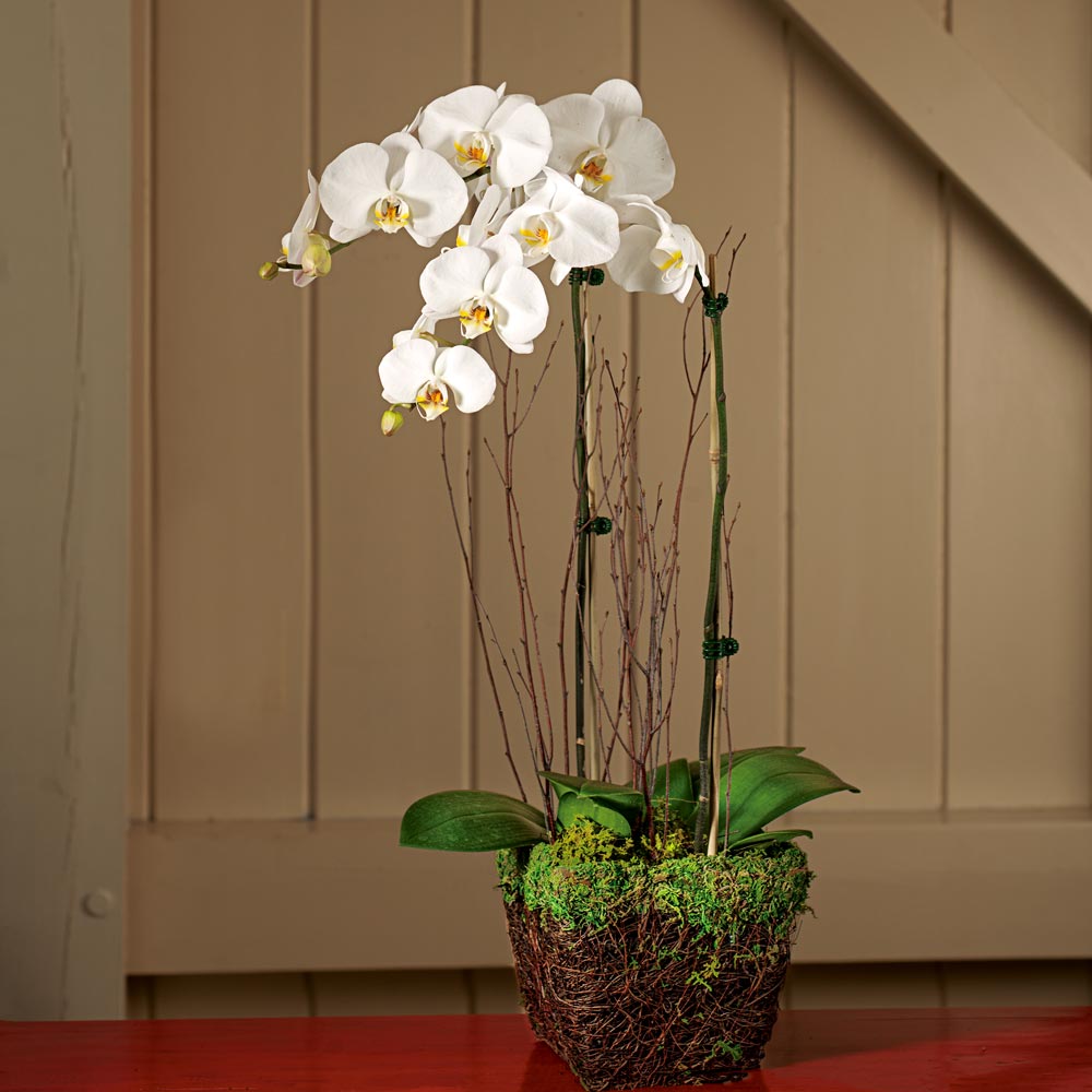 White Moth Orchids in twig basket