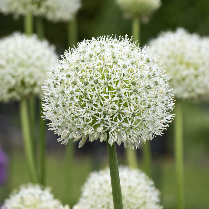 Allium 'Mount Everest'