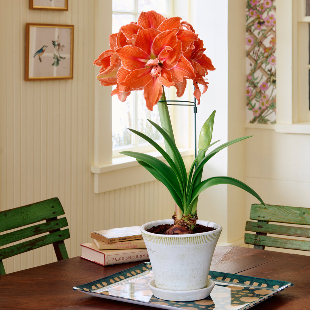 Dark Green Amaryllis Stake