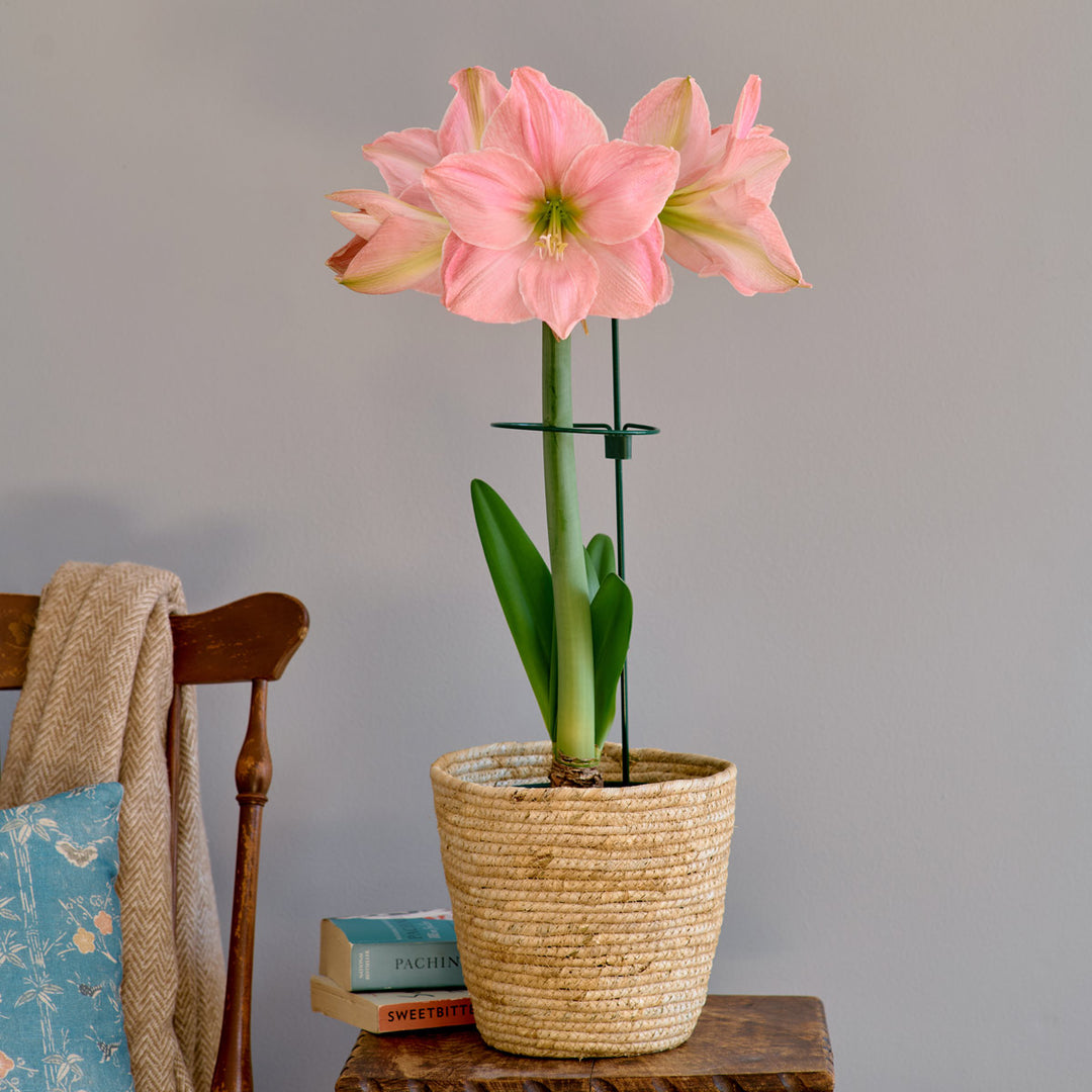 Dark Green Amaryllis Stake