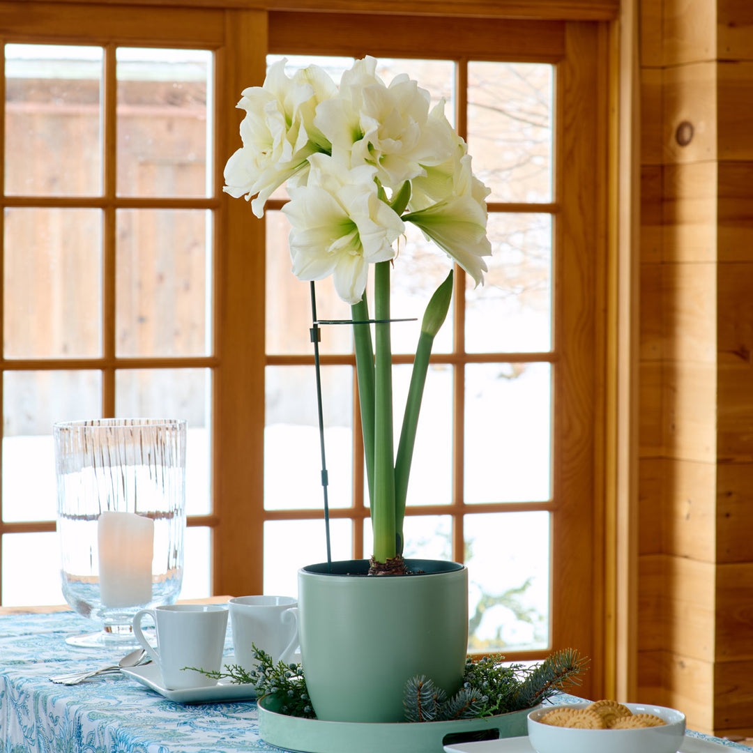 Dark Green Amaryllis Stake