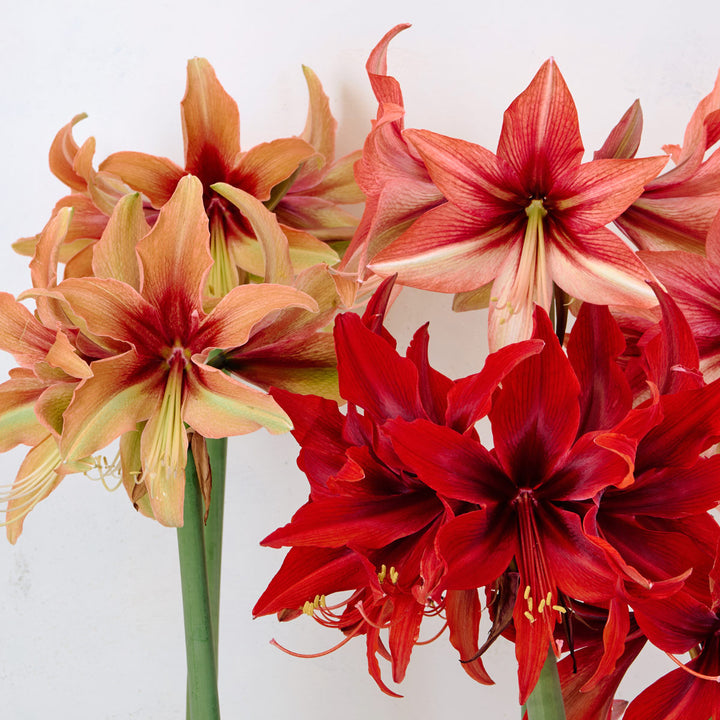 Amaryllis Amazone Trio