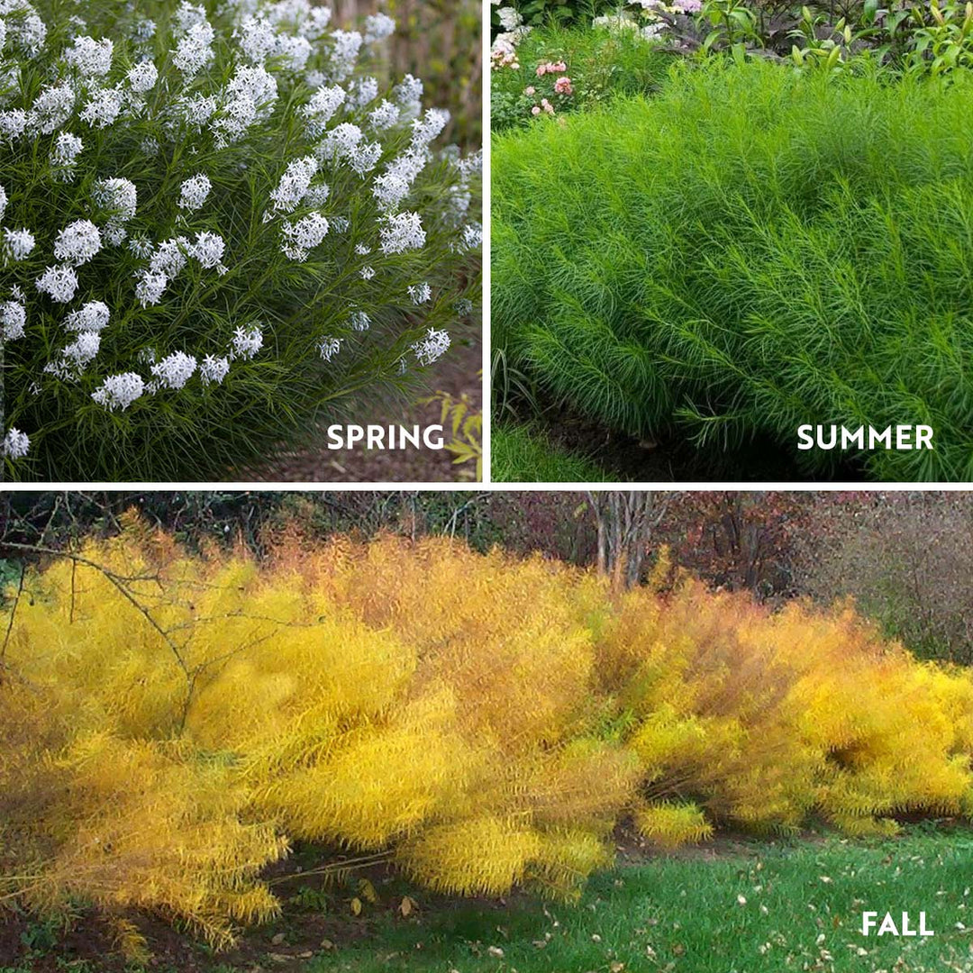 Amsonia hubrichtii