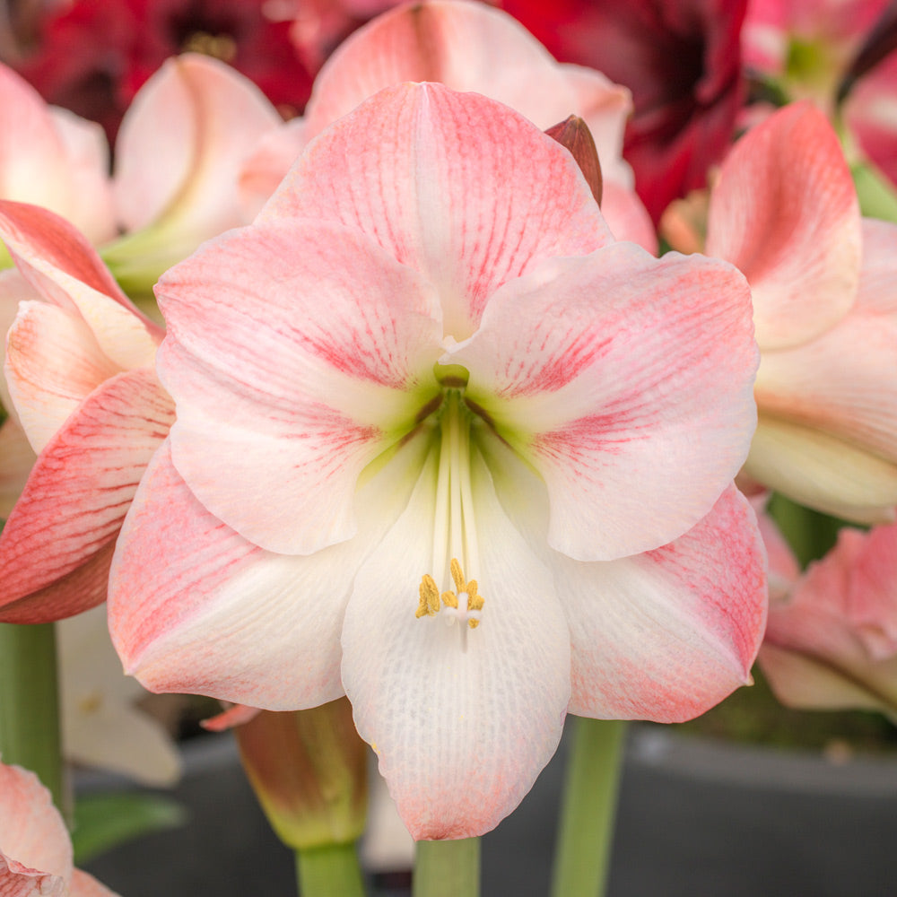 Amaryllis 'Apple Blossom'