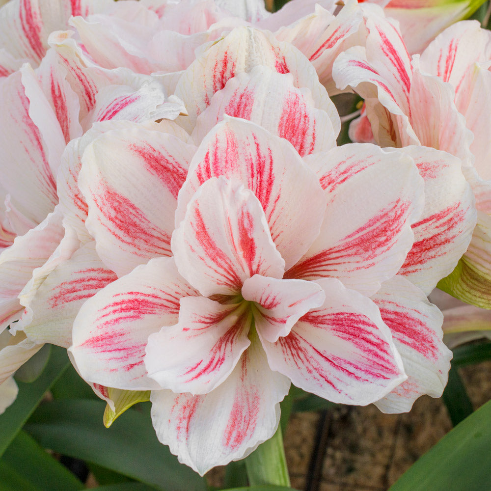 Amaryllis 'Aquaro,' one bulb in natural jute basket