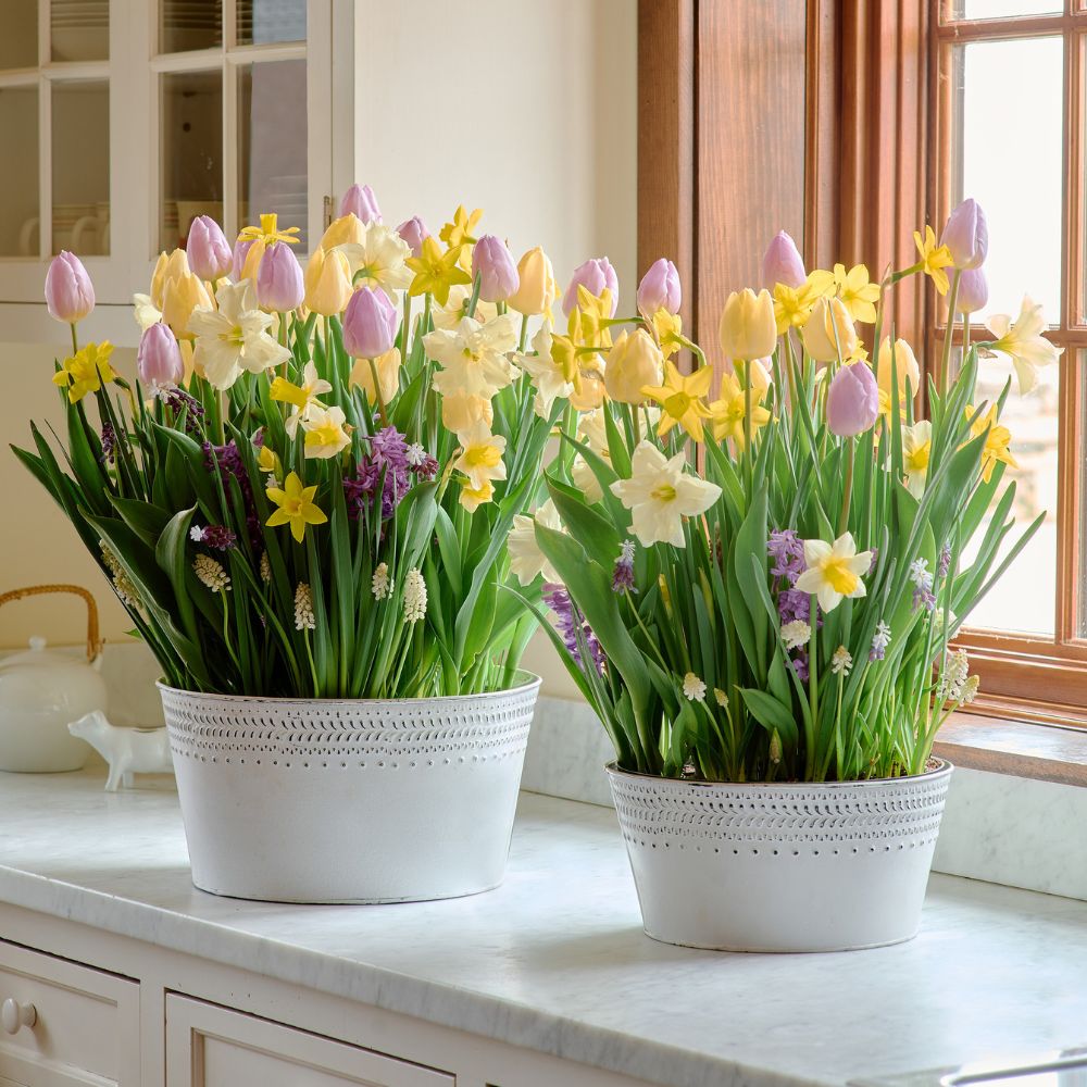 Brand New Day Bulb Garden