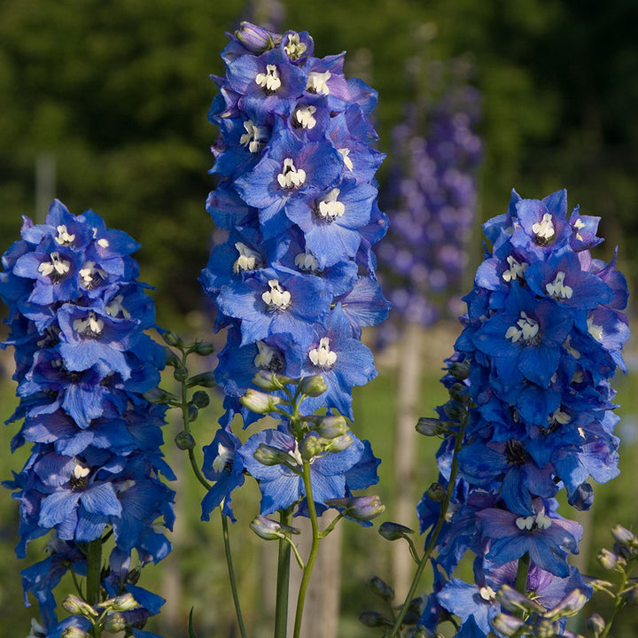 Delphinium elatum Magic Fountains Strain