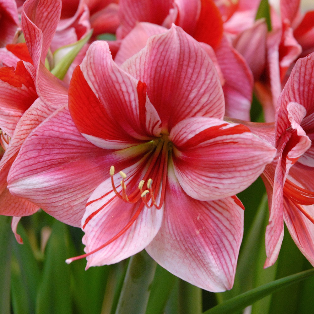 Amaryllis 'Fantasy,' one bulb in natural jute basket