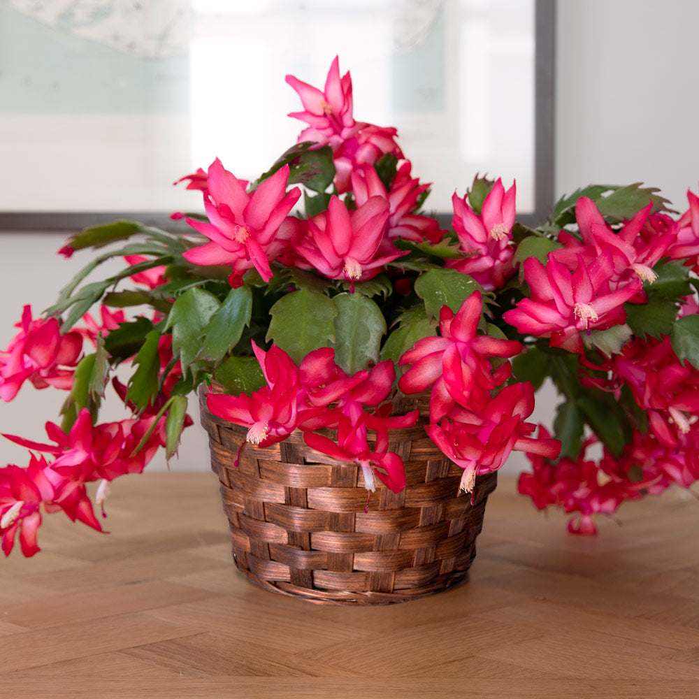 Months of Flowering Houseplants