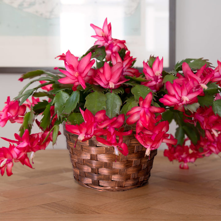 Months of Flowering Houseplants