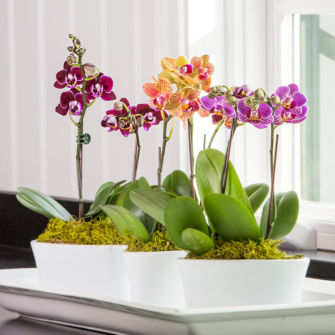 Three Months of Mini Moth Orchids