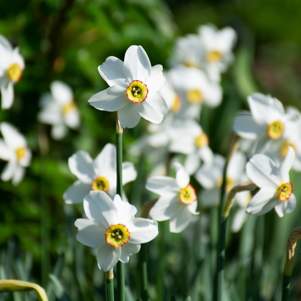 Narcissus poeticus var. recurvus