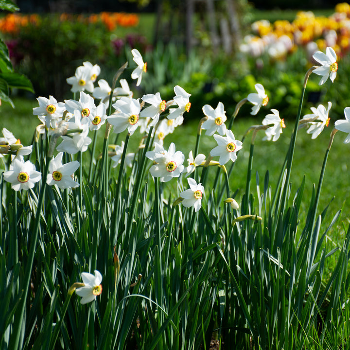 Narcissus poeticus var. recurvus