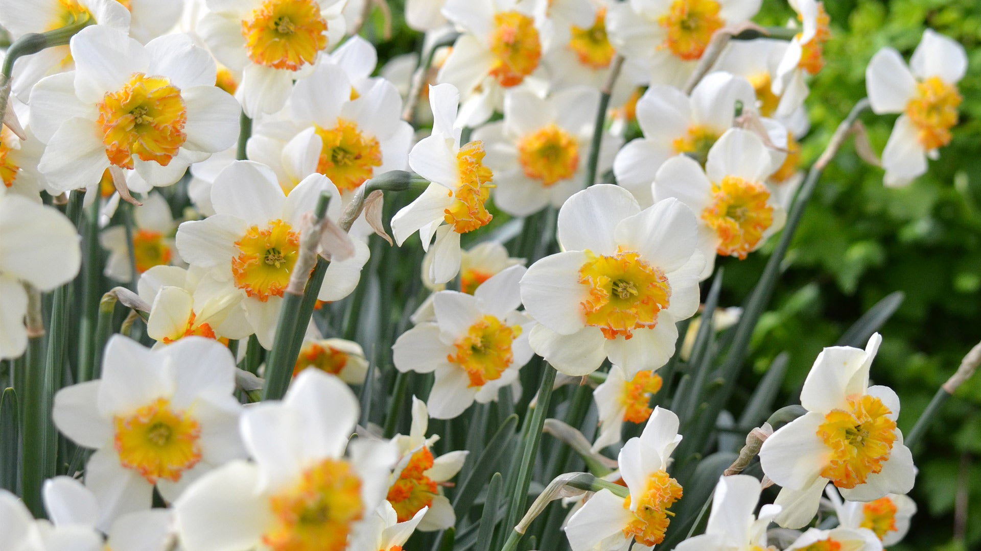 White Flower Farm