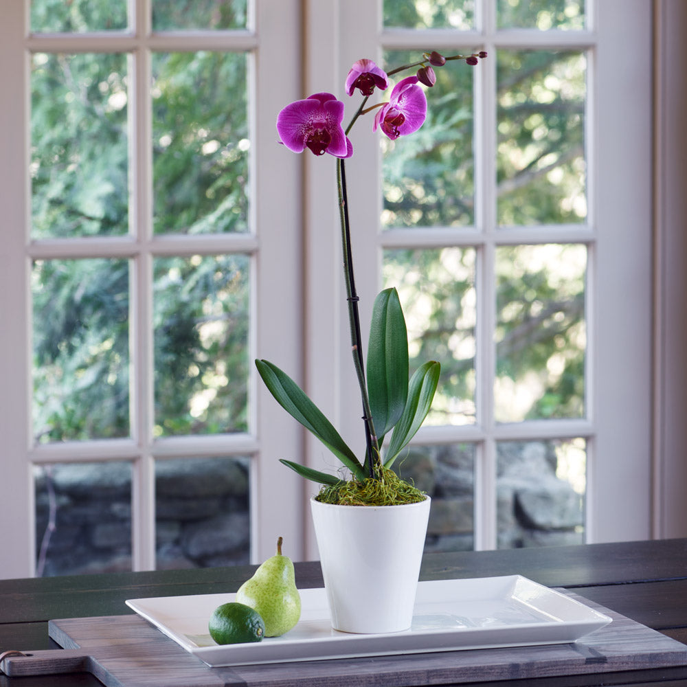 Months of Easy-Care Moth Orchids - Grower's Choice