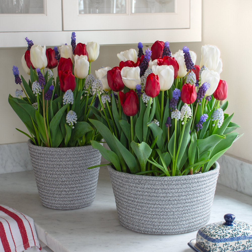 Red, White & Blues Bulb Garden