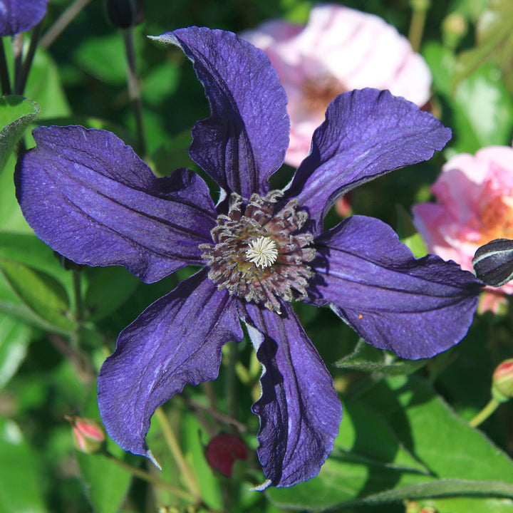 Clematis Sapphire Indigo™