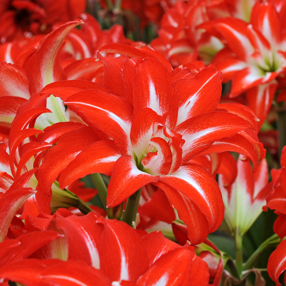 Amaryllis 'Splash,' one bulb in natural basket