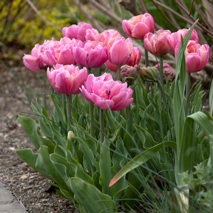 Tulip 'Pink Star'