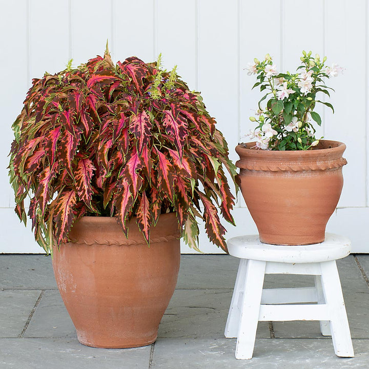 Piecrust Flower Pot
