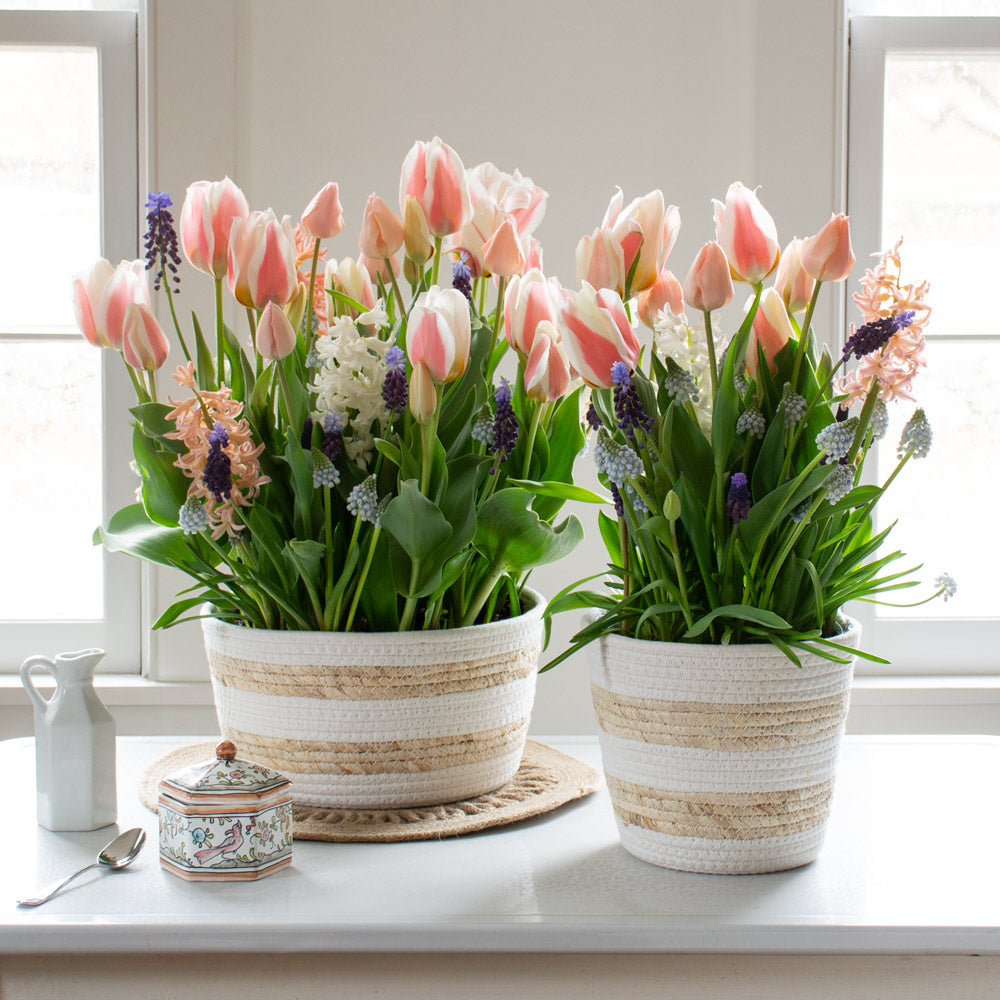 Whisper of Springtime Bulb Garden