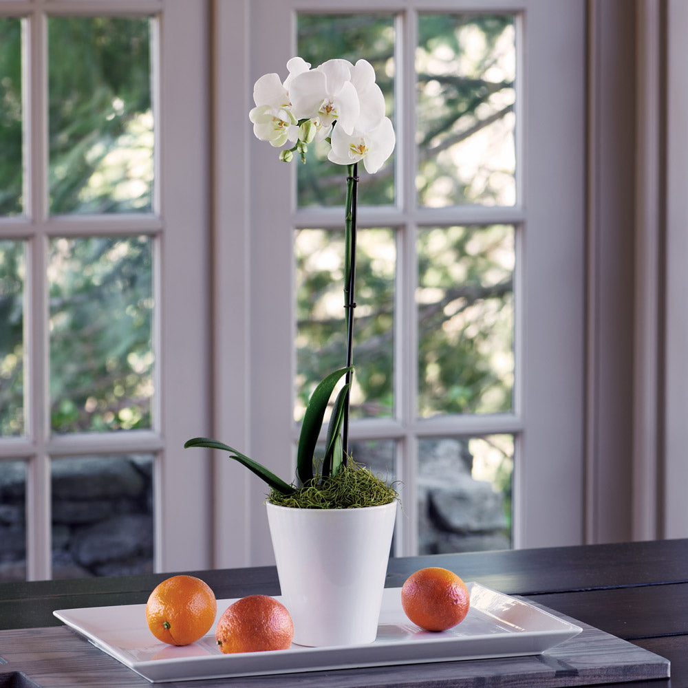Months of Easy-Care Moth Orchids - Grower's Choice
