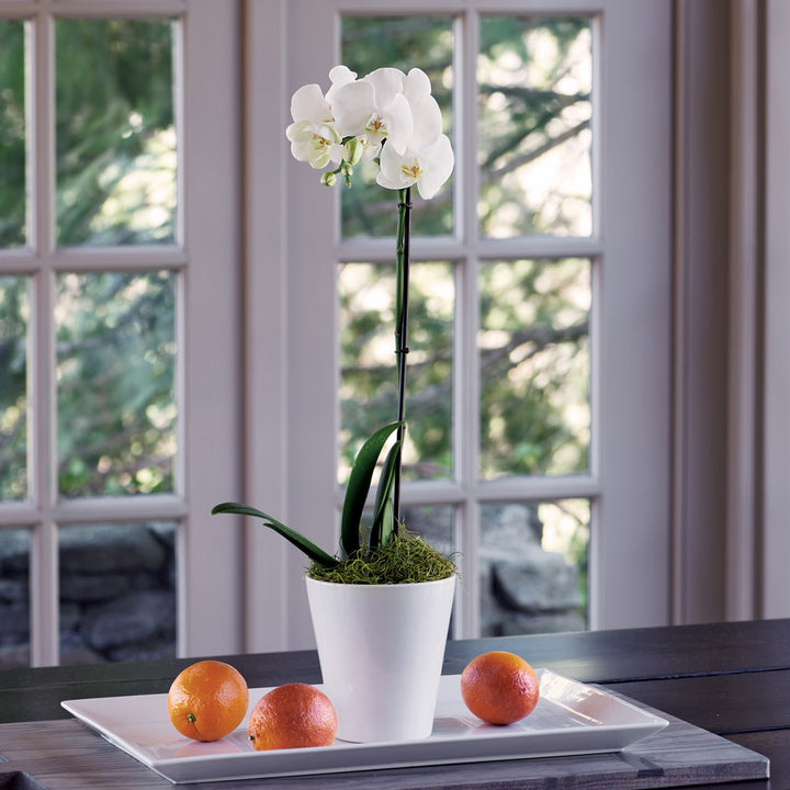Months of Easy-Care Moth Orchids - Grower's Choice