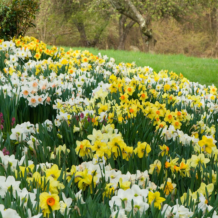 The Works Daffodil Mix