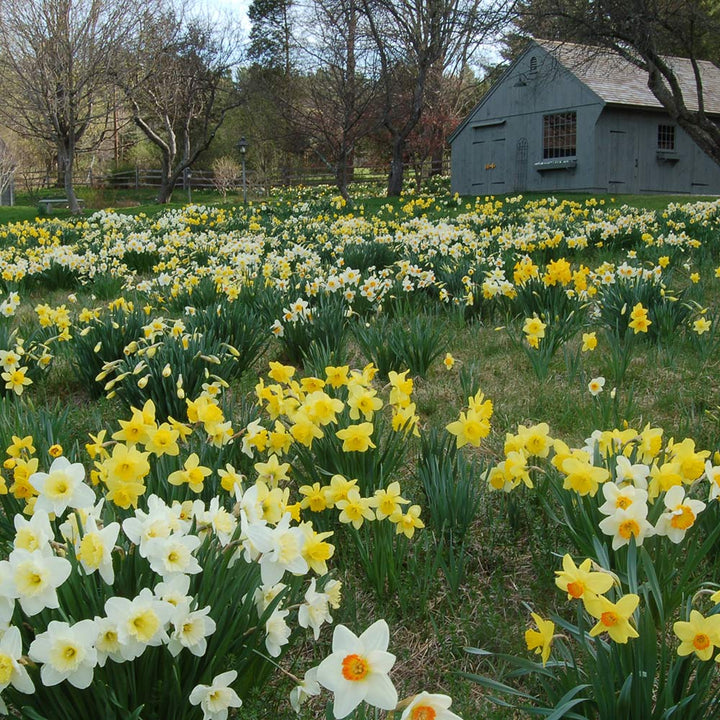 The Works Daffodil Mix