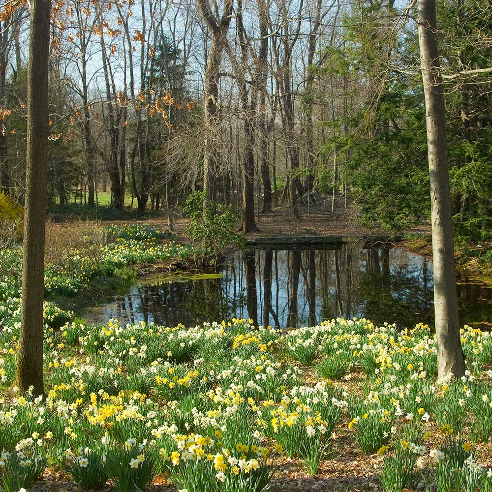 The Works Daffodil Mix