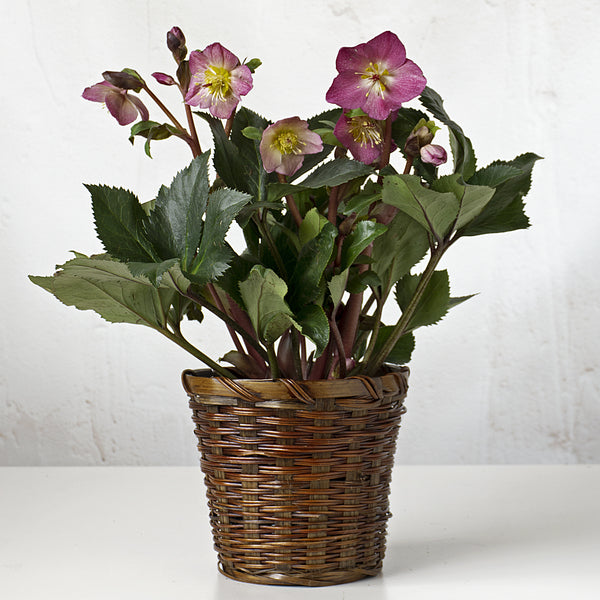 Months of Flowering Houseplants