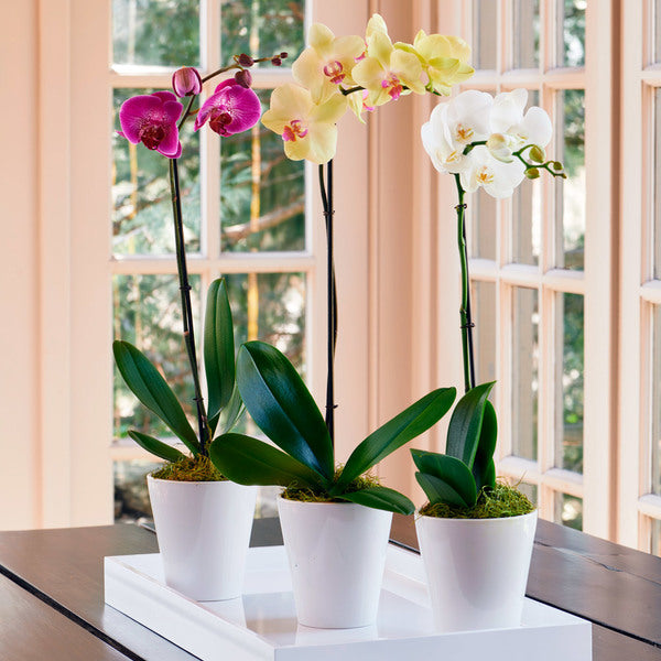 Months of Easy-Care Moth Orchids - Grower's Choice
