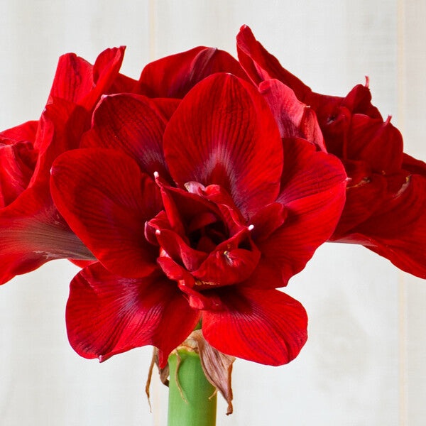 TEST Amaryllis 'Velvet Nymph', bulb only