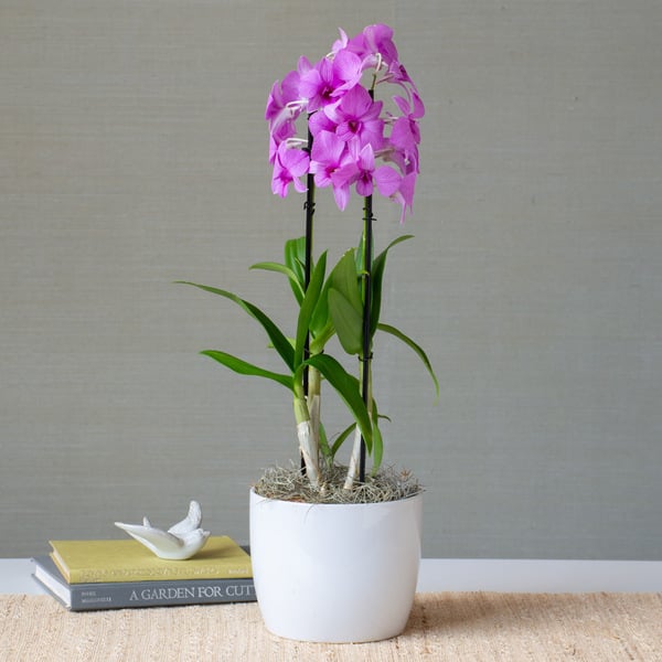Months of Specialty Orchids, Grower's Choice