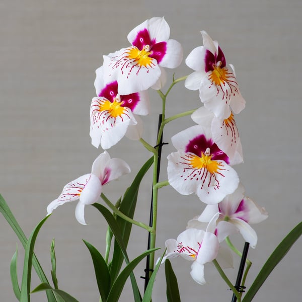 Months of Specialty Orchids, Grower's Choice