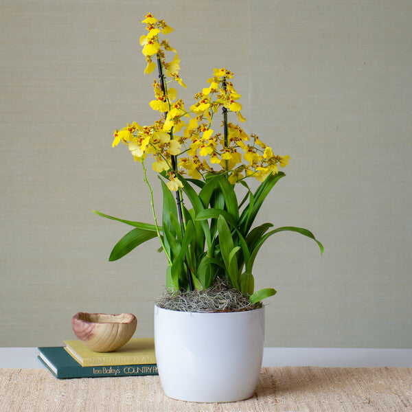 Months of Specialty Orchids, Grower's Choice