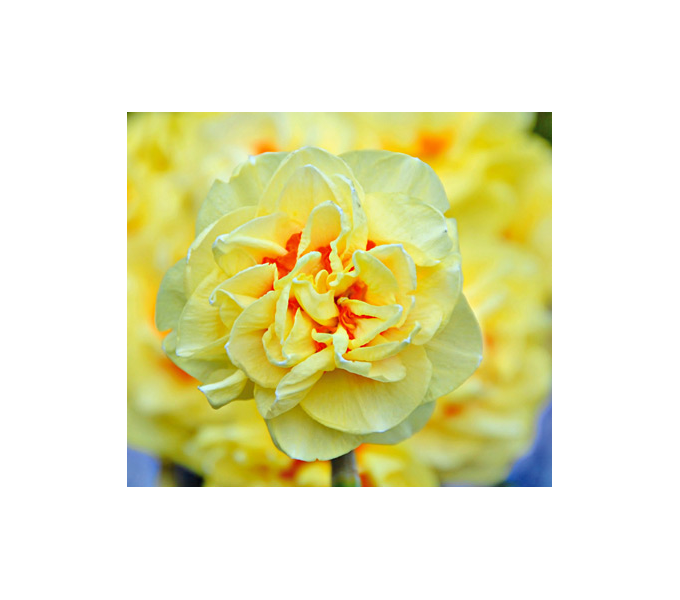 Double Daffodil Mix White Flower Farm