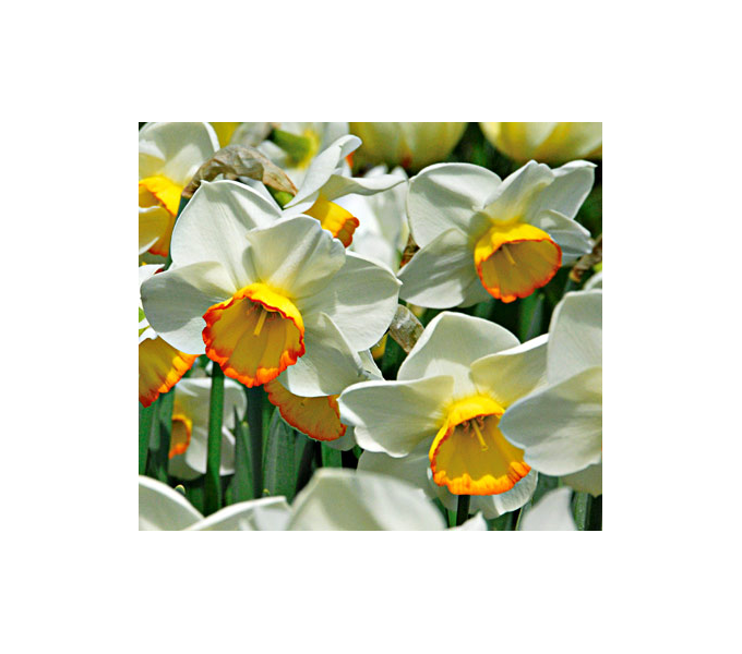 Weatherproof LargeCupped Daffodil Mix White Flower Farm