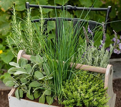 Chef's Companion Herb Collection - Herbs Only