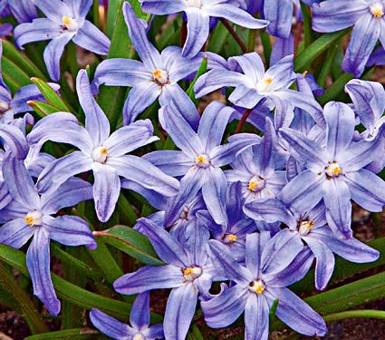 Woodland Naturalizing Collection of Bulbs | White Flower Farm