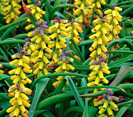 Muscari macrocarpum 'Golden Fragrance'