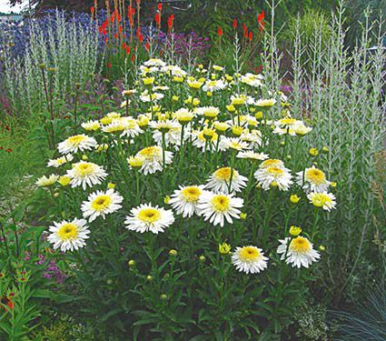 Leucanthemum 'Real Glory'