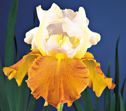 Iris germanica 'Fall Fiesta' | White Flower Farm