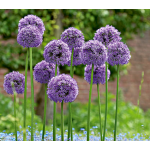  Allium 'Gladiator'
