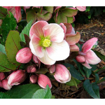  Helleborus HGC® Pink Frost